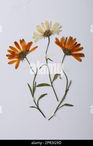 Wild pressed dried flowers on white background. Beautiful herbarium Stock Photo