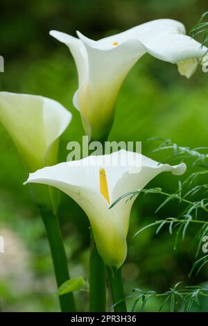 Zantedeschia aethiopica, calla lily, arum lily, white, trumpet-like flowers, dominant yellow spadix Stock Photo