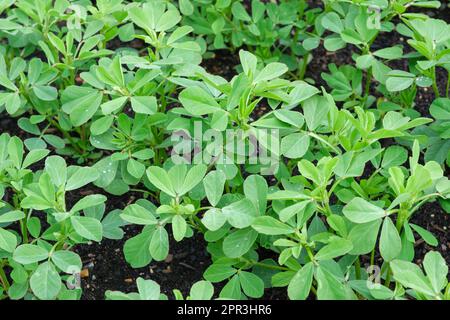 Fenugreek, Trigonella foenum-graecum, young plants growing Stock Photo