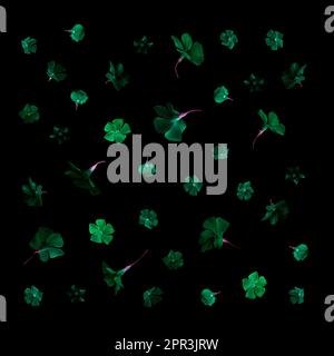 Floral pattern made of green flowers on black background. Flat lay, top view Stock Photo