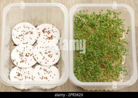 Growing garden cress on absorbent cotton pads and water at home. Garden cress seeds on cotton pads and garden cress sprouts few days later. Stock Photo