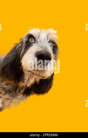 Portrait sneaky and hide frame blue Gascony Griffon dog looking at camera. Isolated on yellow background Stock Photo