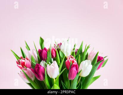 Beautiful romantic bouquet of pink and white tulips on a pale pink background. Mothers day, Valentines Day, Birthday celebration concept with tulips. Stock Photo