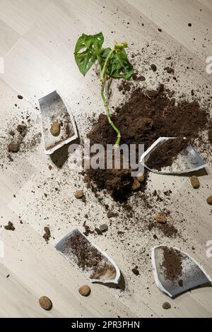 Broken flower pot, damaged houseplant and dirt on the laminate floor in bedroom Stock Photo