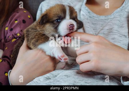 Unrecognizable child is sitting on sofa, holding small funny Welsh corgi puppy in his arms, which gently bites his finger. Close-up. Love and Stock Photo