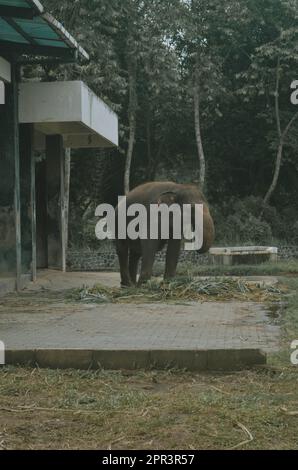 an elephant eating grass in the zoo Stock Photo