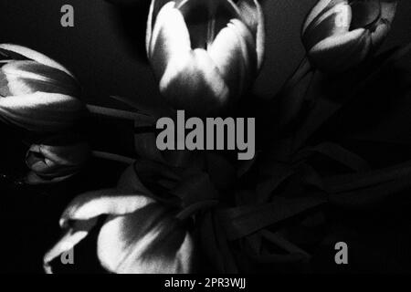 A grayscale top view shot of tulips against a dark background. Stock Photo