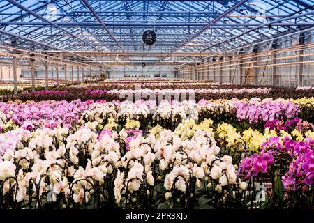 Orchid in a orchid nursery- GreenBalanz Kuddestaart Holland. vvbvanbree fotografie Stock Photo