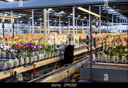 Orchid in a orchid nursery- GreenBalanz Kuddestaart Holland. vvbvanbree fotografie Stock Photo