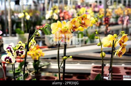 Orchid in a orchid nursery- GreenBalanz Kuddestaart Holland. vvbvanbree fotografie Stock Photo