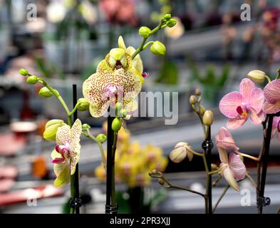 Orchid in a orchid nursery- GreenBalanz Kuddestaart Holland. vvbvanbree fotografie Stock Photo