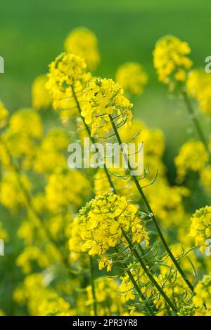 Mustard Plants, Sinapis Alba, Flowers Stock Photo