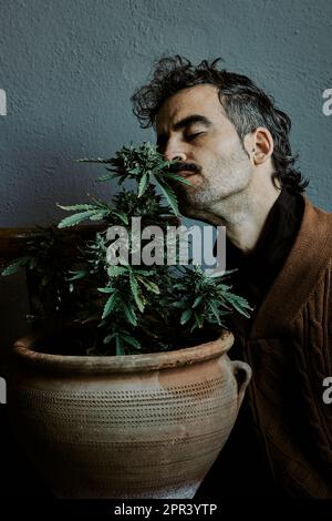 a young brown-haired man enjoying, smelling, touching, and relighting himself next to his marijuana plant. Cannabis concept. Stock Photo