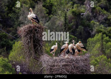 white stork (Ciconia ciconia), stork family in the stork nest, Portugal, Algarve, Silves Stock Photo