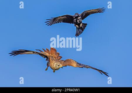 red kite (Milvus milvus), carrion crow chasing away red kite in flight in blue sky, Germany, Baden-Wuerttemberg Stock Photo