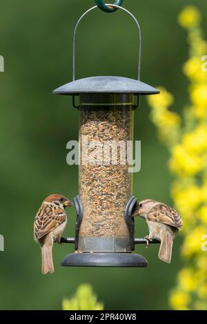 Eurasian tree sparrow (Passer montanus), two sparrows feeding bird seeds at the bird-seed dispenser, rear view, Germany Stock Photo