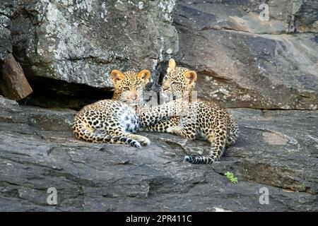 leopard (Panthera pardus), two leopard cubs resting on a rock, Kenya, Masai Mara National Park Stock Photo