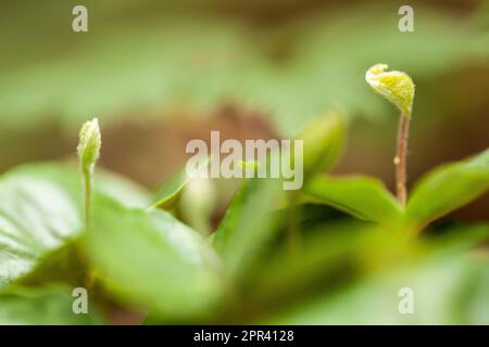 common beech (Fagus sylvatica), seedlings, Germany Stock Photo