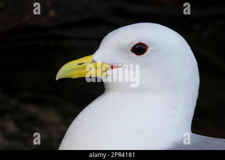 black-legged kittiwake (Rissa tridactyla, Larus tridactyla), portrait, Scandinavia Stock Photo