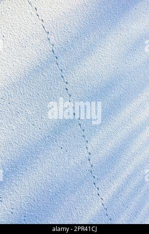 coypu, nutria (Myocastor coypus), tracks in the snow on the ice surface of a frozen pond, with the imprint of the spinning tail on the ground, Stock Photo