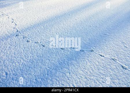 coypu, nutria (Myocastor coypus), tracks in the snow on the ice surface of a frozen pond, with the imprint of the spinning tail on the ground, Stock Photo