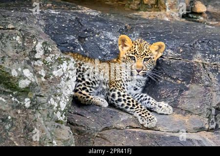 leopard (Panthera pardus), leopard cub resting alone on a rock, Kenya, Masai Mara National Park Stock Photo
