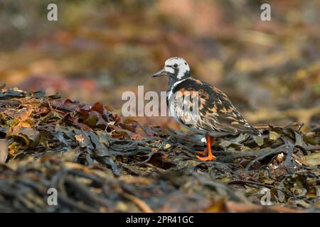 ruddy turnstone (Arenaria interpres), walking on dried saltwater algae in breeding plumage, Scandinavia Stock Photo