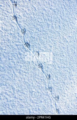 coypu, nutria (Myocastor coypus), tracks in the snow on the ice surface of a frozen pond, with the imprint of the spinning tail on the ground, Stock Photo