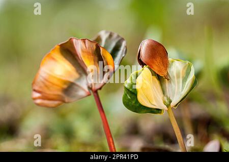 common beech (Fagus sylvatica), seedlings in backlight, Germany Stock Photo
