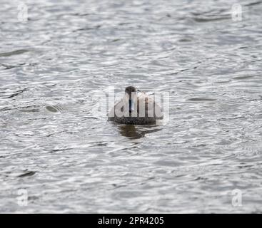 Gadwall (Anas strepera) Stock Photo