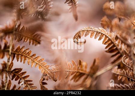 bracken fern (Pteridium aquilinum), dry frond with hoar frost, Germany Stock Photo