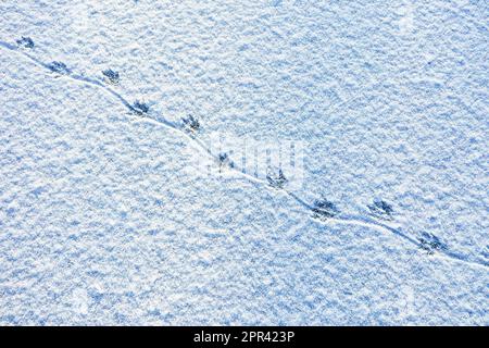 coypu, nutria (Myocastor coypus), tracks in the snow on the ice surface of a frozen pond, with the imprint of the spinning tail on the ground, Stock Photo