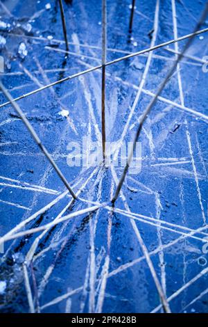 grass blades in ice, Germany Stock Photo