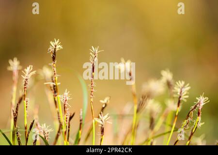 fingered sedge (Carex digitata), blooming, Germany Stock Photo