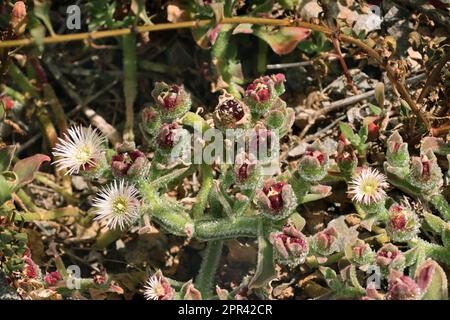 common ice plant, crystalline ice plant, ice plant (Mesembryanthemum crystallinum), blooming, Canary Islands, Gran Canaria Stock Photo