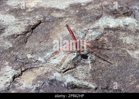 Red-veined Dropwing (Trithemis arteriosa), sitting on a rock, Canary Islands, Gran Canaria, Barranco del Toro Stock Photo