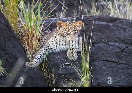 leopard (Panthera pardus), leopard cub resting alone on a rock, front view, Kenya, Masai Mara National Park Stock Photo