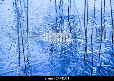 grass blades in ice, Germany Stock Photo