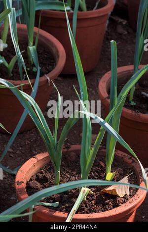 Leek vegetable, Allium ampeloprasum, green vegetables Stock Photo