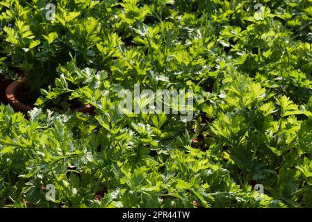 Celery, marshland plant, Apium graveolens, green vegetable, Stock Photo