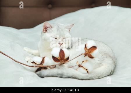 Beautiful silvery british cat plays with a branch of cotton on a gray bedspread. Stock Photo