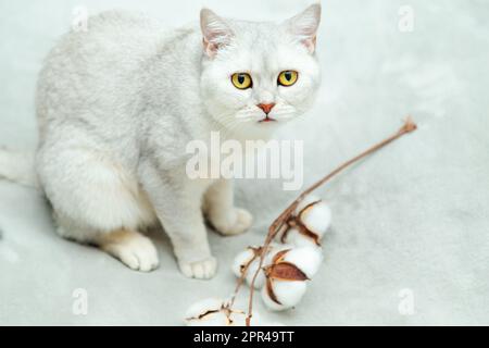 Beautiful silvery british cat plays with a branch of cotton on a gray bedspread. Stock Photo