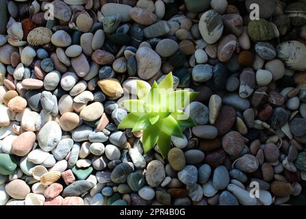 The morning ray of the sun illuminates the young shoot of a strong plant in rocky soil Stock Photo