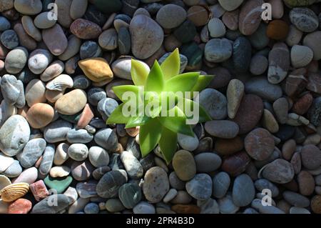 A sun ray shine through the juicy green leaves of a young plant growing through a smooth gravel soil Stock Photo