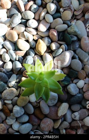 The rising sun heats the stones through which a young sprout of a green plant has sprouted Stock Photo