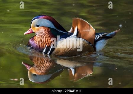 Highly coloured male Mandarin duck makes a good reflection on a local urban pond. A perching duck species native to the East Palearctic. Stock Photo