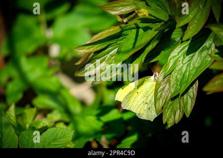 Common Brimstone butterfly (Gonepteryx rhamni) disguised as a leaf on green leaf spring background Stock Photo