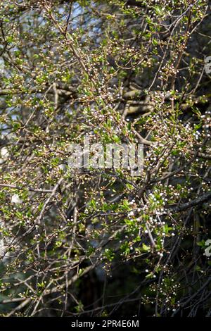 photo of many small buds on trees Stock Photo