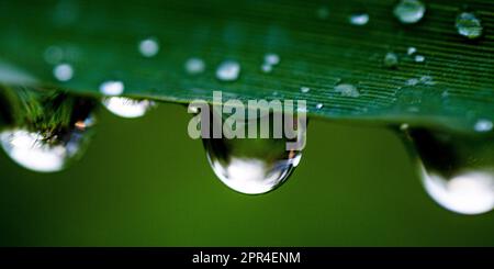 Rain drops on leaf Stock Photo