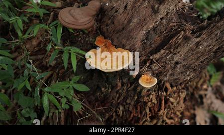 Three orange bracket mushrooms in the different growing stages are on the side surface of a same dead decaying coconut stump Stock Photo